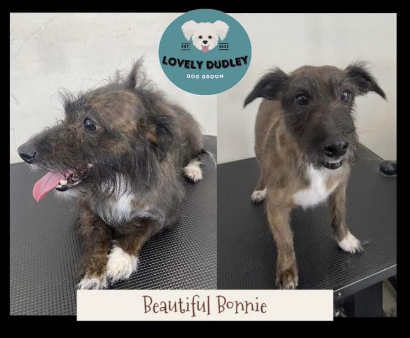 Bonnie the terrier โ before and after her groom