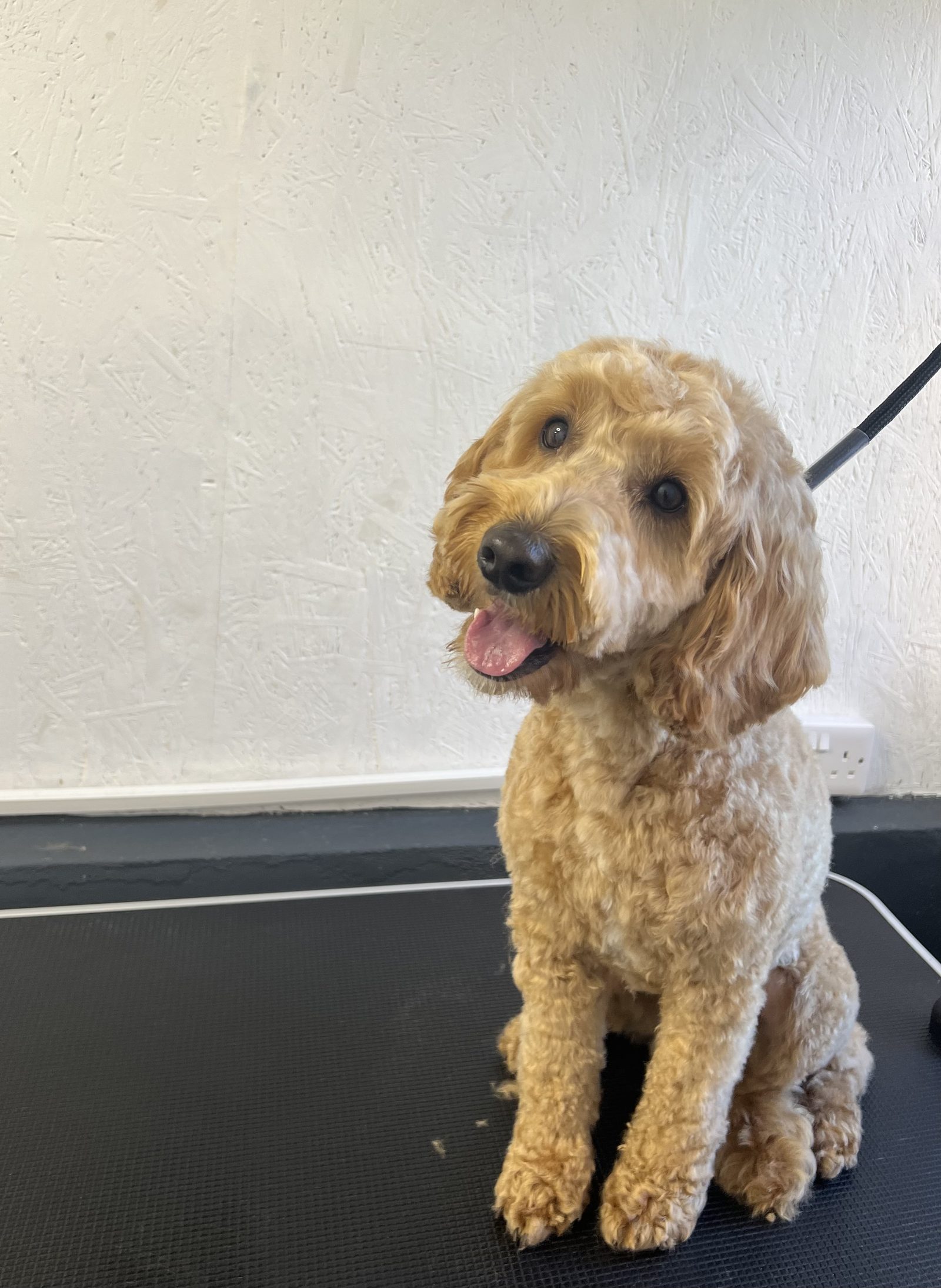 An apricot cockapoo on the grooming table