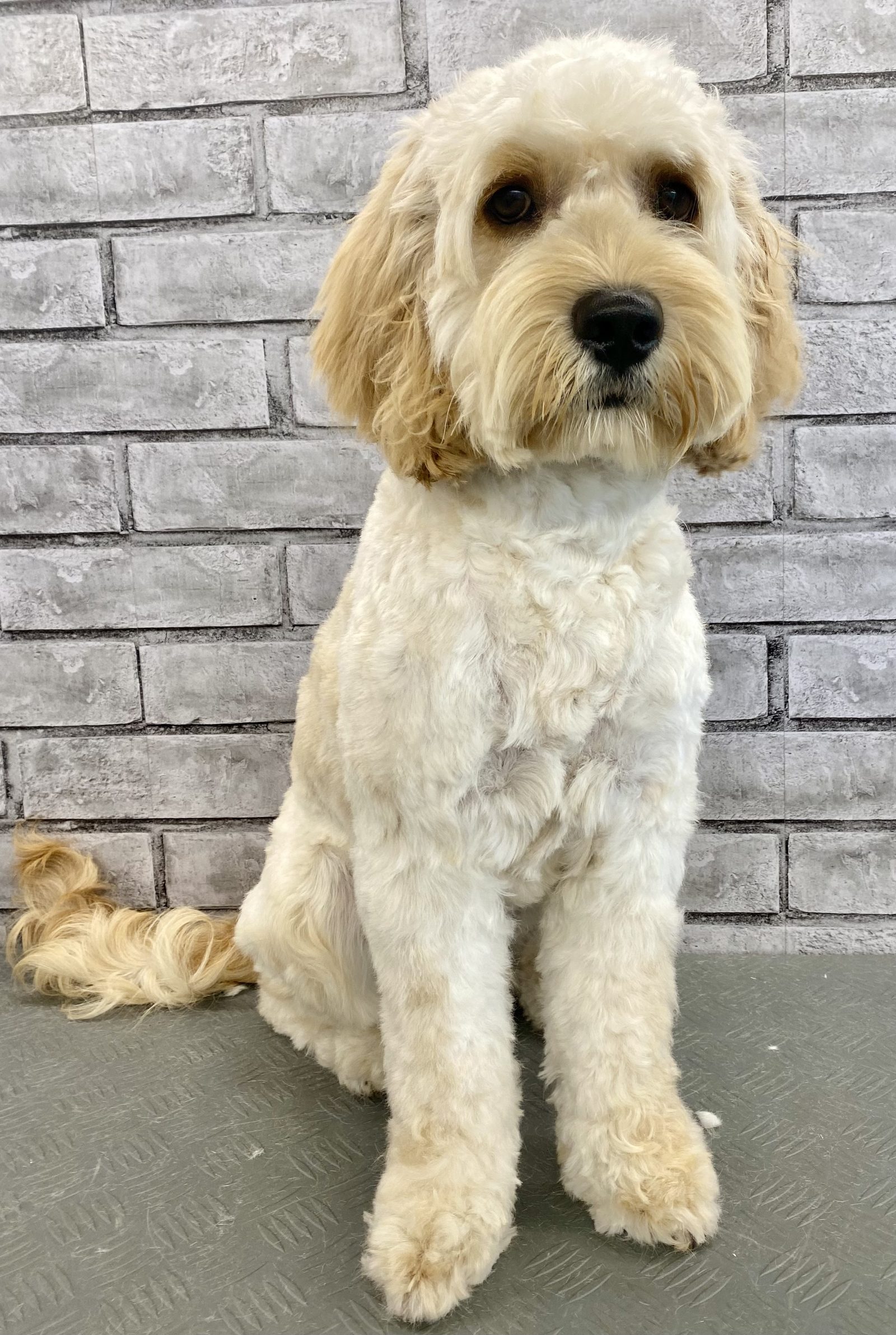 Freshly groomed cream cockapoo