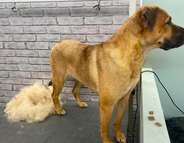 A mastiff-cross after a de-shedding treatment, with the lifted undercoat beside him
