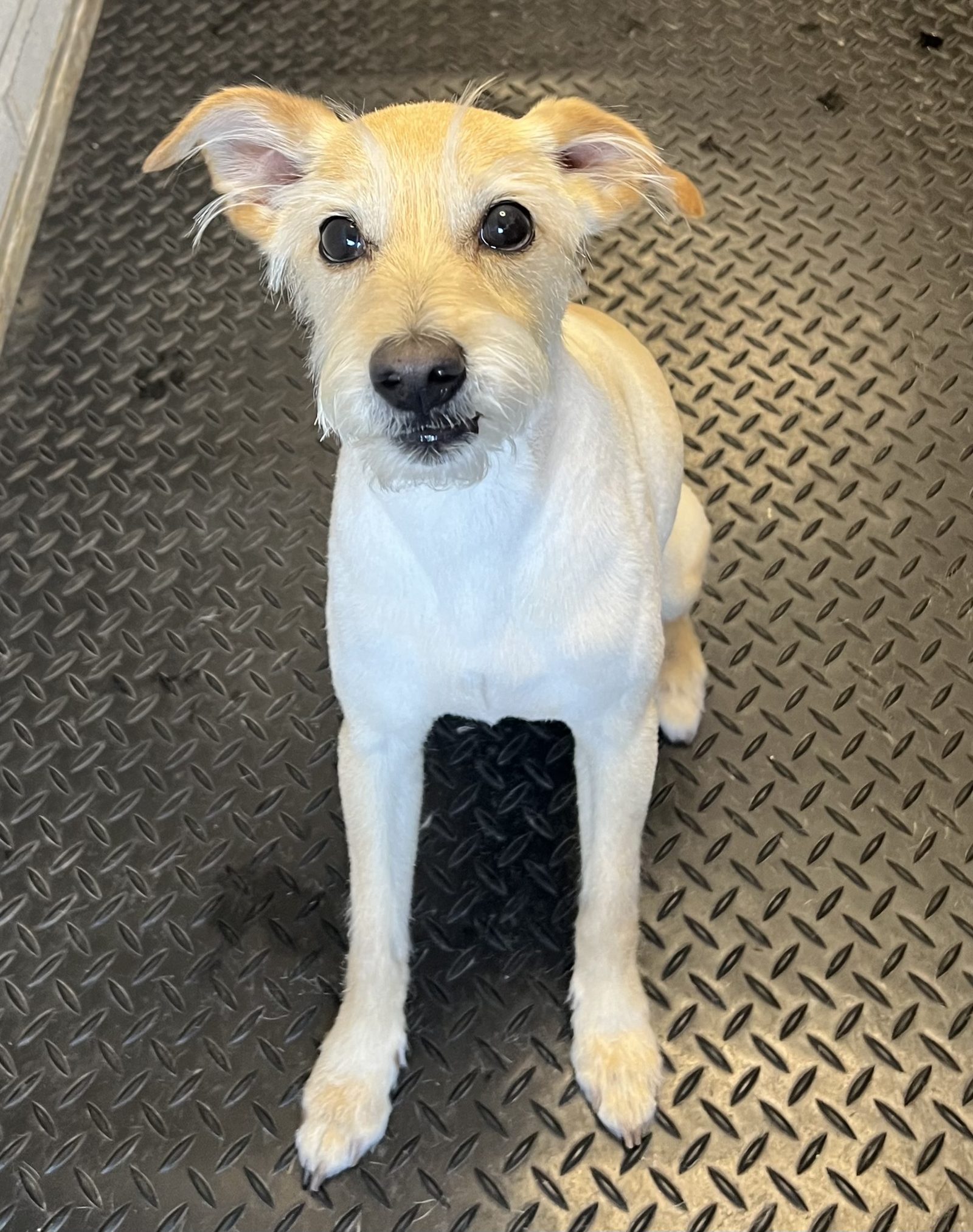 A cream terrier looking up at the camera
